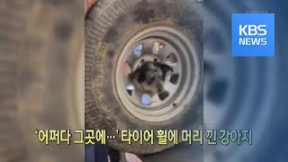 [클릭@지구촌] ‘어쩌다 그곳에…’ 타이어 휠에 머리 낀 강아지 / KBS뉴스(News)