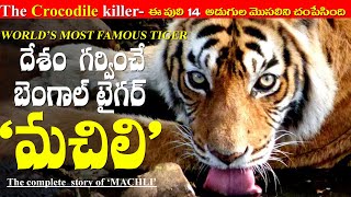 MACHLI, MOST FAMOUS TIGER IN THE WORLD IN TELUGU | MOTHER EARTH CHANNEL | BENGAL TIGER | TIGER VIDEO