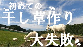 【ヤギ主が汗水流して集めた草を速攻モグモグ～初めての干し草作り！】