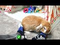 うさぎが飼い主に話しかけている時に見せる行動！ねえねえ・・・