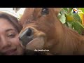 baby cow rescued from petting zoo snuggles on couple s sofa the dodo