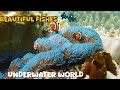 incredible unknown facts about underwater world mastering fishes video kids tube kt