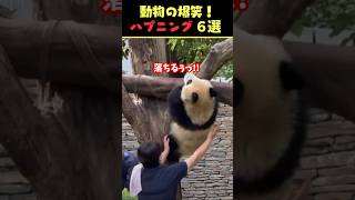 Xで7.4億回バズった動物ハプニング動画6選！6Animal Happenings Videos That Got 740 Million Buzz on X!#犬#猫#動物#ペット#shorts