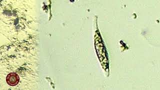 Ciliate: Litonotus