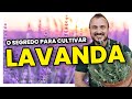 O segredo para cultivar LAVANDA | Conheça diferentes espécies