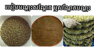 របៀបបណ្ដុះសណ្ដែក ឬសណ្ដែកបណ្ដុះ - my agriculture