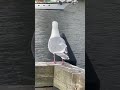 aggressive seagull attacked women to take her food. vancouver granvilleisland canada tiktok