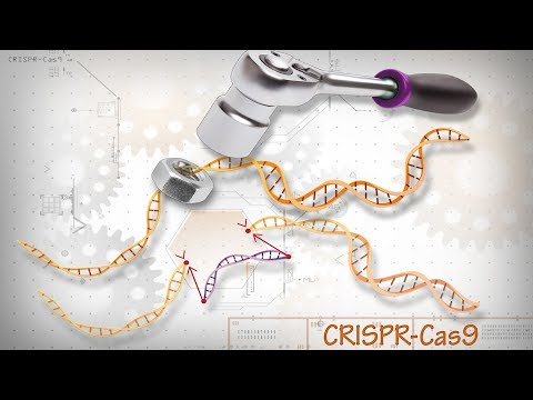 Is genetically modifying babies ethical?