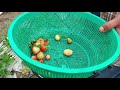 munnar vattavada strawberry farm farm tourism vattavada munnar