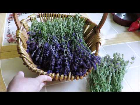 Tutorial How to Harvest and Dry Lavender Tutorial How to Harvest and Dry Lavender