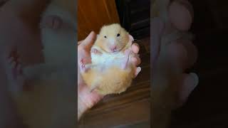 黃金鼠 面面相覷 Hamster I love Bao, Bad loves me, too