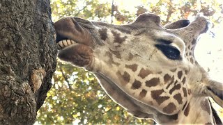 20221108 上野動物園　キリンの家族　木の皮を下の歯でガリガリ食べるリンゴ