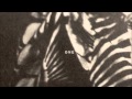 Cassius Select - Jamo