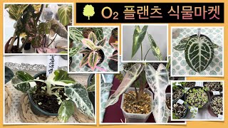 초록초록하고 예쁜 식물들로 가득한 O2 플랜츠 마켓 (in 오산)