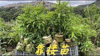 【老林赶野】網友問老林還有沒有黃晶果苗，今天帶大家看看靠接苗生長怎麼樣