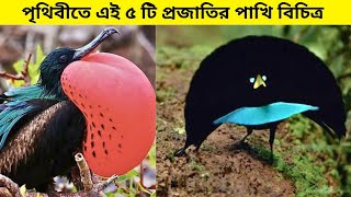 পৃথিবীর ৫ টি অদ্ভুত পাখি || The Most Amazing Birds in the World