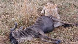 lion kills pregnant wilderbeast/ANIMALS PLANET