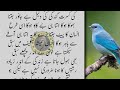 subaa ke waqt lan kio kara rehta he hakeem luqman quotes aqwal e zareen in urdu