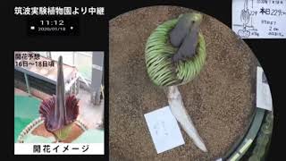 【1:開花】2020.01.18「ショクダイオオコンニャク」の開花を見守ろう  Closing of Amorphophallus titanum