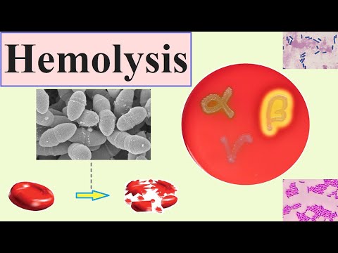 Why do saponins cause hemolysis?