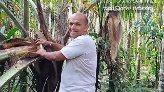 ಕೂರ್ಬಾಯಿಯ ಧ್ವಂಸ|ತೆಂಗಿನ ಕೃಷಿ ರಕ್ಷಣೆ|SAVING  COCONUT TREE