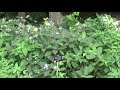 【筑波実験植物園の植物】ノウゼンカズラ＆タマアジサイ＆ミナヅキ（2021.7.17）【bgm】