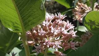 pollination in plant ,# real video