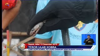 Teror Ular Kobra Hantui Warga Depok, Petugas Damkar Sisir Pekarangan Rumah - BIS 14/12