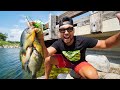 Bridge Fishing for GIANT Panfish! (CATCH CLEAN COOK)