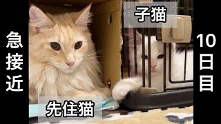 子猫と先住猫のケージ越しのやりとりが可愛いすぎる【猫の多頭飼い】