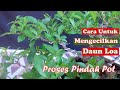 Cara Mengecilkan Daun Pada Bonsai Loa - Pindah Pot Bonsai Loa #bonsai #Loa #bonsailoa #ficusracemosa