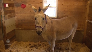 Zelda the zonkey's strange trip from American peril to a Canadian haven