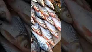 Natural fish | ត្រីទន្លេធម្មជាតិ 🌷🌷🌷🌷🌷