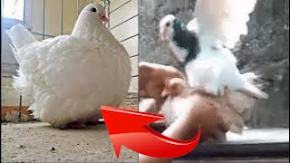 Pigeons hybridize to produce new strains and establish good traits | Pigeon doctor