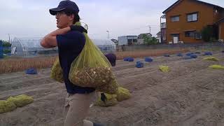 チューリップ球根掘り　植物育成管理学実習　新潟農業・バイオ専門学校　園芸デザイン科