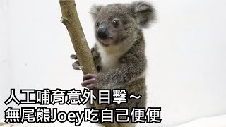 人工哺育意外目擊〜無尾熊Joey吃自己便便