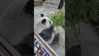 圓圓抬頭回眸一笑 她知道我們在看她 #cute #大熊猫 #panda #吃播