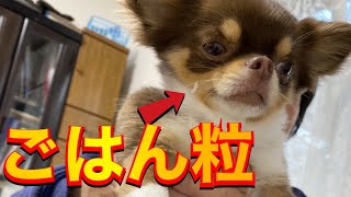 【おしゃべりペット】[自粛犬]盗み食いがバレました