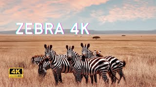 ZEBRA 4K :The Fascinating World of Zebras