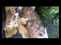 REMOVING BARNACLES.avi REMOVING BARNACLES.avi
