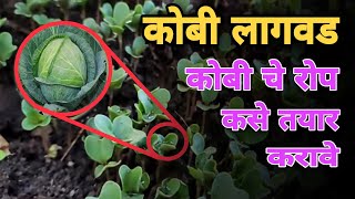 कोबी लागवड कशी करावी || कोबी चे रोप कसे तयार करावे || कोबी लागवड माहिती