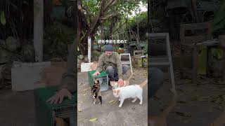 餓死から救われた猫たち