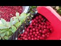 picking lingonberries in the wild. pickinglingonberries pickingberries