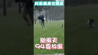 柴犬無懼海葵出門便便！　鏟屎官全濕崩潰：動作快｜TVBS新聞｜擠看看 #shorts