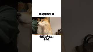 催促が止まらない柴犬 #shibainu #柴犬 #おやつ #催促