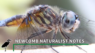 Newcomb Naturalist Notes: Dragonfly