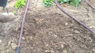 Scatter Seeding