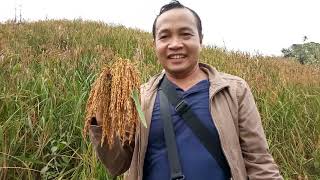 Exotic Dinorado upland rice harvesting