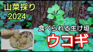 山菜採り・食べられる生垣！ウコギでウコギ餅