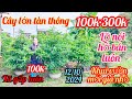 12/10/2024☎️0985815710 Lanh 👉 cây lớn tàn thông giá rẻ giáo rin thuần chậu 100k còn ít xã tiếp